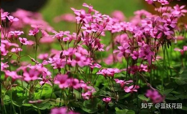 这10种花超级怕冷 再不搬进屋 小心只剩下盆了