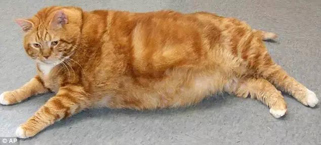 18公斤大胖喵 熬過三年減肥計劃 變身網紅貓 網友驚：是同一隻？