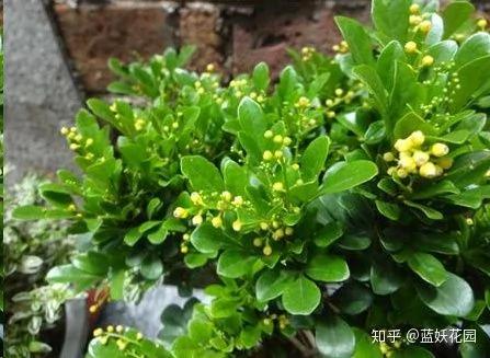 这8种花各个都是消除异味的高手 阳台养一盆 满屋都是花香味