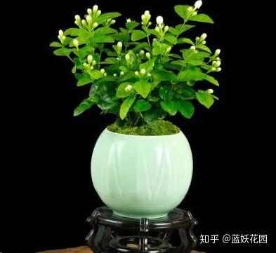 这8种花各个都是消除异味的高手 阳台养一盆 满屋都是花香味