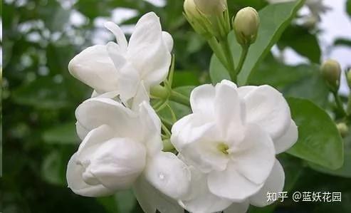 这8种花各个都是消除异味的高手 阳台养一盆 满屋都是花香味