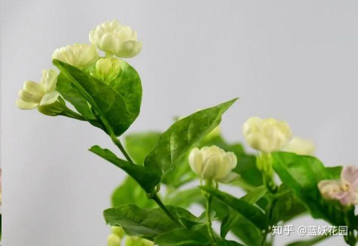 这8种花各个都是消除异味的高手 阳台养一盆 满屋都是花香味