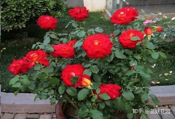 这8种花各个都是消除异味的高手 阳台养一盆 满屋都是花香味