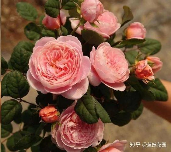 这8种花各个都是消除异味的高手 阳台养一盆 满屋都是花香味