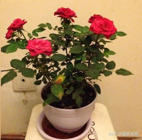 这8种花各个都是消除异味的高手 阳台养一盆 满屋都是花香味