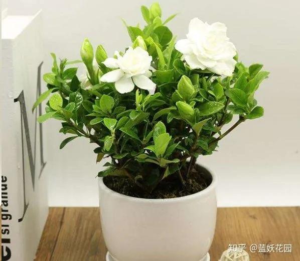 这8种花各个都是消除异味的高手 阳台养一盆 满屋都是花香味
