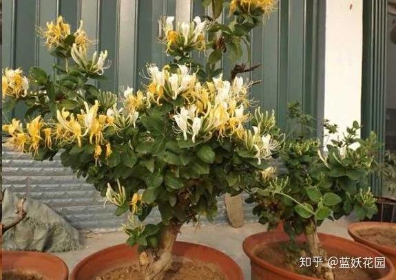 这8种花各个都是消除异味的高手 阳台养一盆 满屋都是花香味