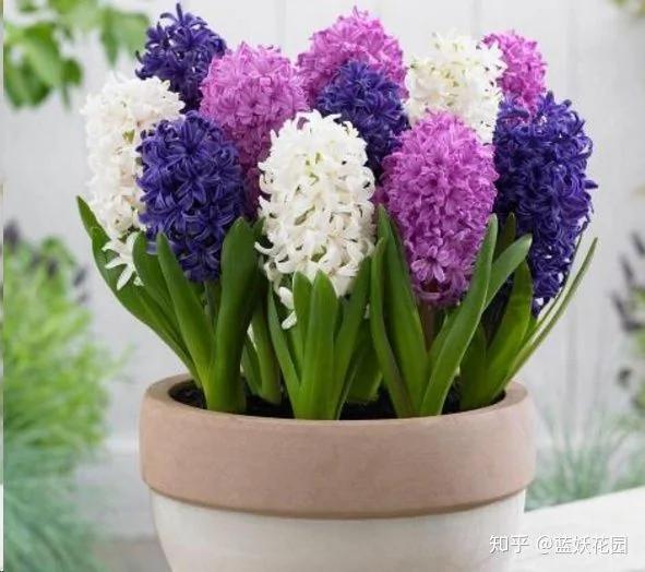 这8种花各个都是消除异味的高手 阳台养一盆 满屋都是花香味