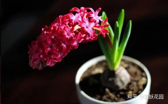 这8种花各个都是消除异味的高手 阳台养一盆 满屋都是花香味