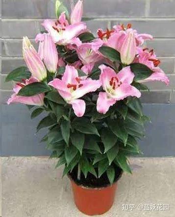这8种花各个都是消除异味的高手 阳台养一盆 满屋都是花香味