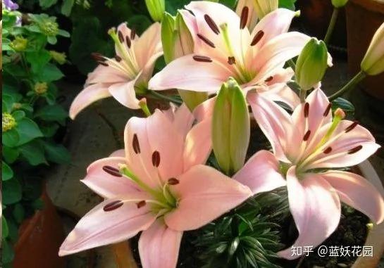 这8种花各个都是消除异味的高手 阳台养一盆 满屋都是花香味