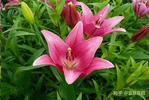 这8种花各个都是消除异味的高手 阳台养一盆 满屋都是花香味