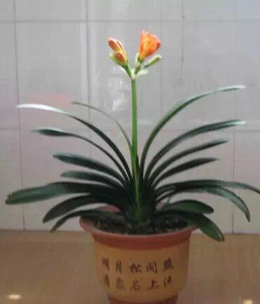 超实用!最适合家庭养的16种植物 既美化环境又健康!