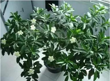 超实用!最适合家庭养的16种植物 既美化环境又健康!