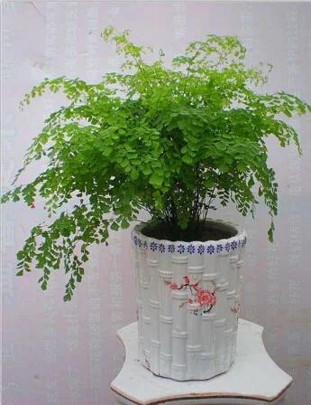 超实用!最适合家庭养的16种植物 既美化环境又健康!