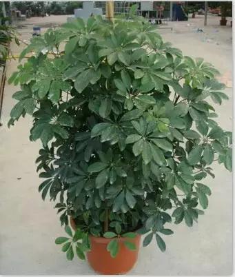 超实用!最适合家庭养的16种植物 既美化环境又健康!