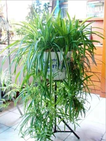 超实用!最适合家庭养的16种植物 既美化环境又健康!