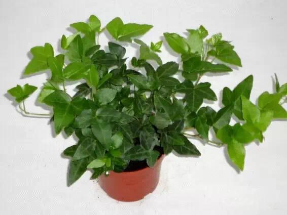 超实用!最适合家庭养的16种植物 既美化环境又健康!