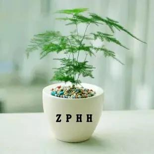 超实用!最适合家庭养的16种植物 既美化环境又健康!