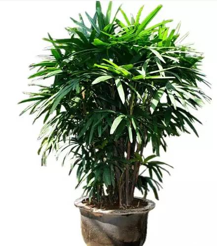 超实用!最适合家庭养的16种植物 既美化环境又健康!