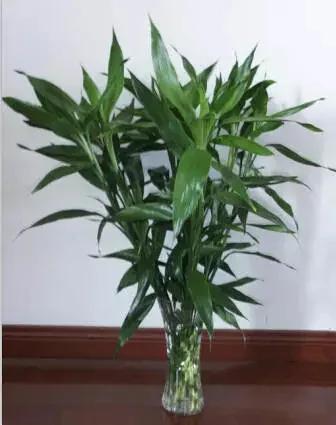 超实用!最适合家庭养的16种植物 既美化环境又健康!
