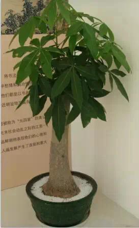 超实用!最适合家庭养的16种植物 既美化环境又健康!