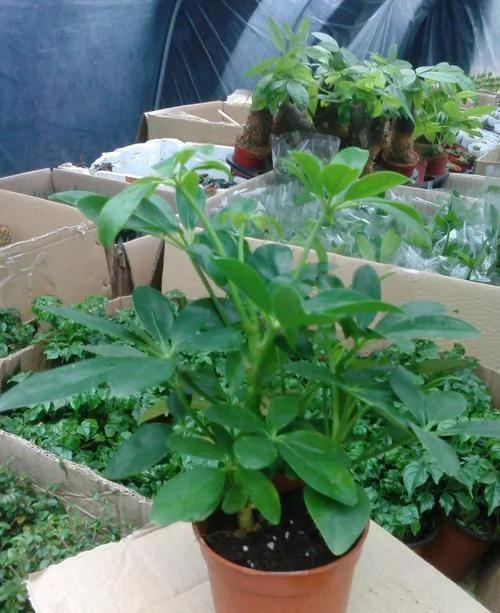 万能“橘子皮” 养花好宝贝 盆里加一点 花卉长势旺开花也增多