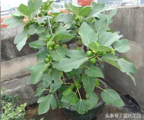 家里种无花果“记住2点”!果子长的多又大 全家人都吃不完