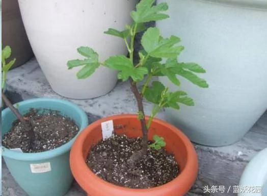 家里种无花果“记住2点”!果子长的多又大 全家人都吃不完