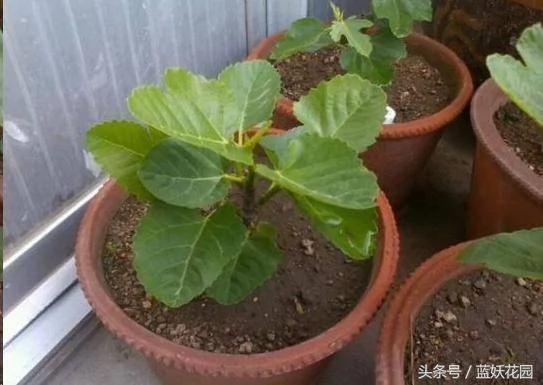 家里种无花果“记住2点”!果子长的多又大 全家人都吃不完