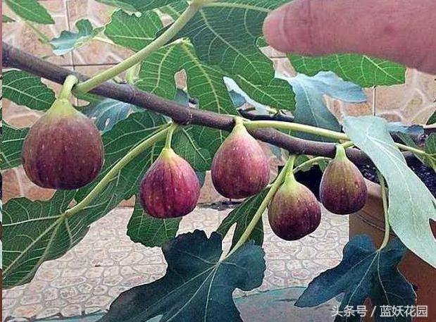 家里种无花果“记住2点”!果子长的多又大 全家人都吃不完