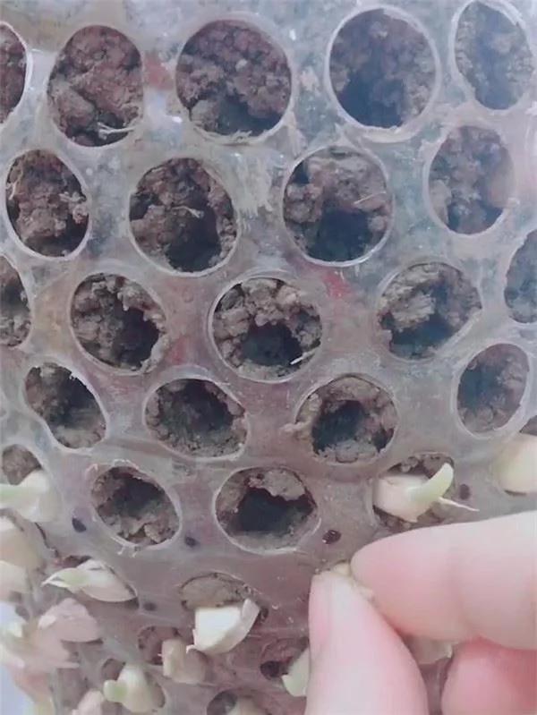 用“宝特瓶”种蒜 十天就长出新鲜的蒜苗!