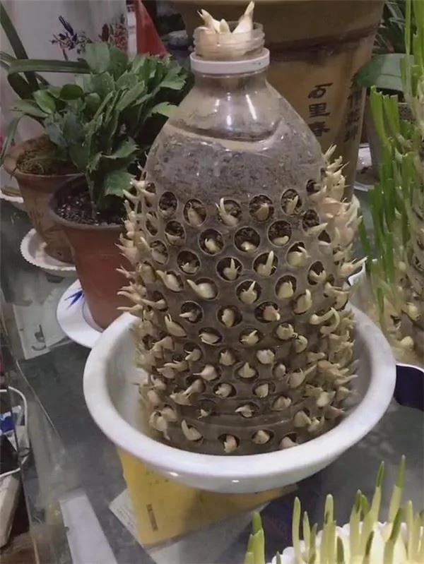 用“宝特瓶”种蒜 十天就长出新鲜的蒜苗!