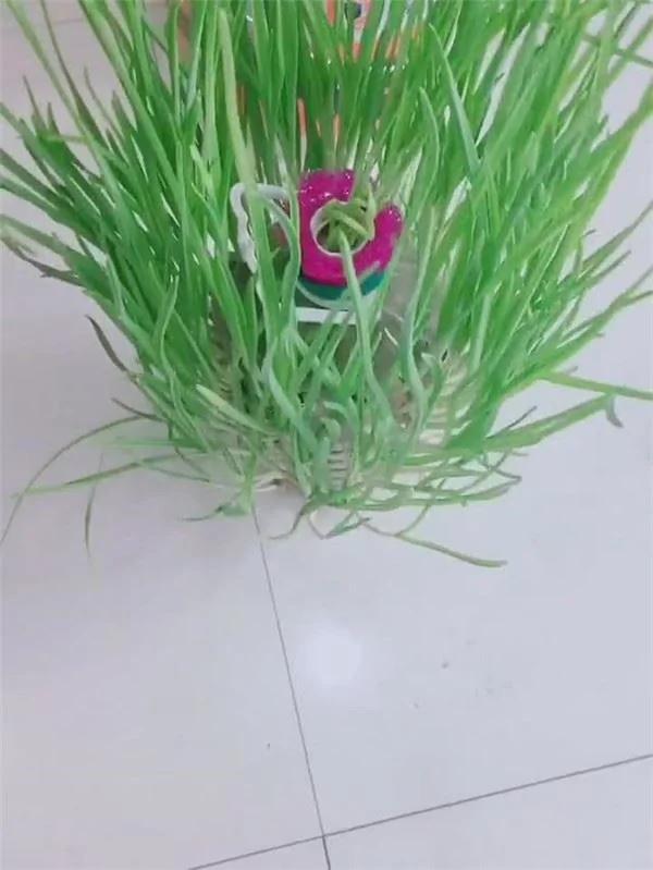 用“宝特瓶”种蒜 十天就长出新鲜的蒜苗!