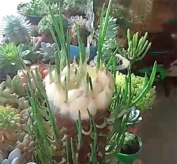 用“宝特瓶”种蒜 十天就长出新鲜的蒜苗!