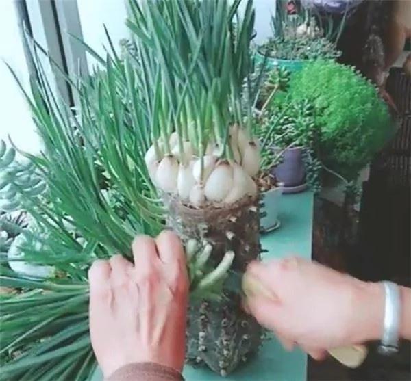 用“宝特瓶”种蒜 十天就长出新鲜的蒜苗!