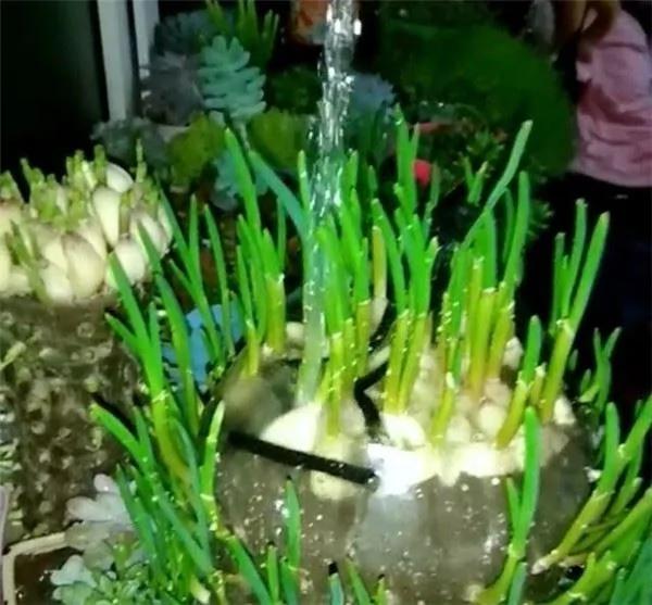 用“宝特瓶”种蒜 十天就长出新鲜的蒜苗!