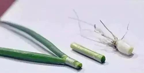 这12种天天往外扔的东西 居然是个宝!感觉自己扔了一个亿!