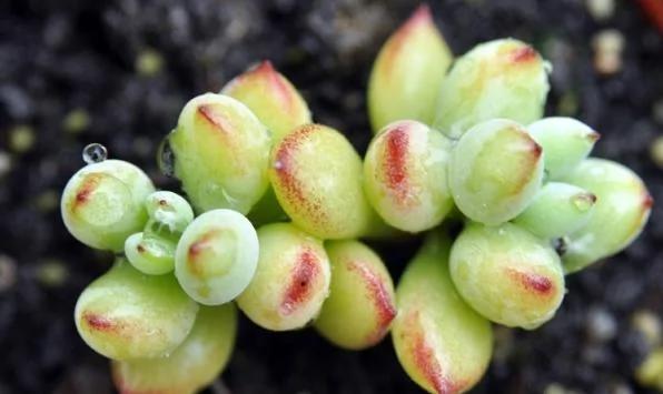 立春过后 多肉植物养护要注意这6点