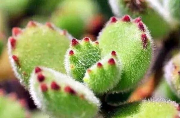 立春过后 多肉植物养护要注意这6点