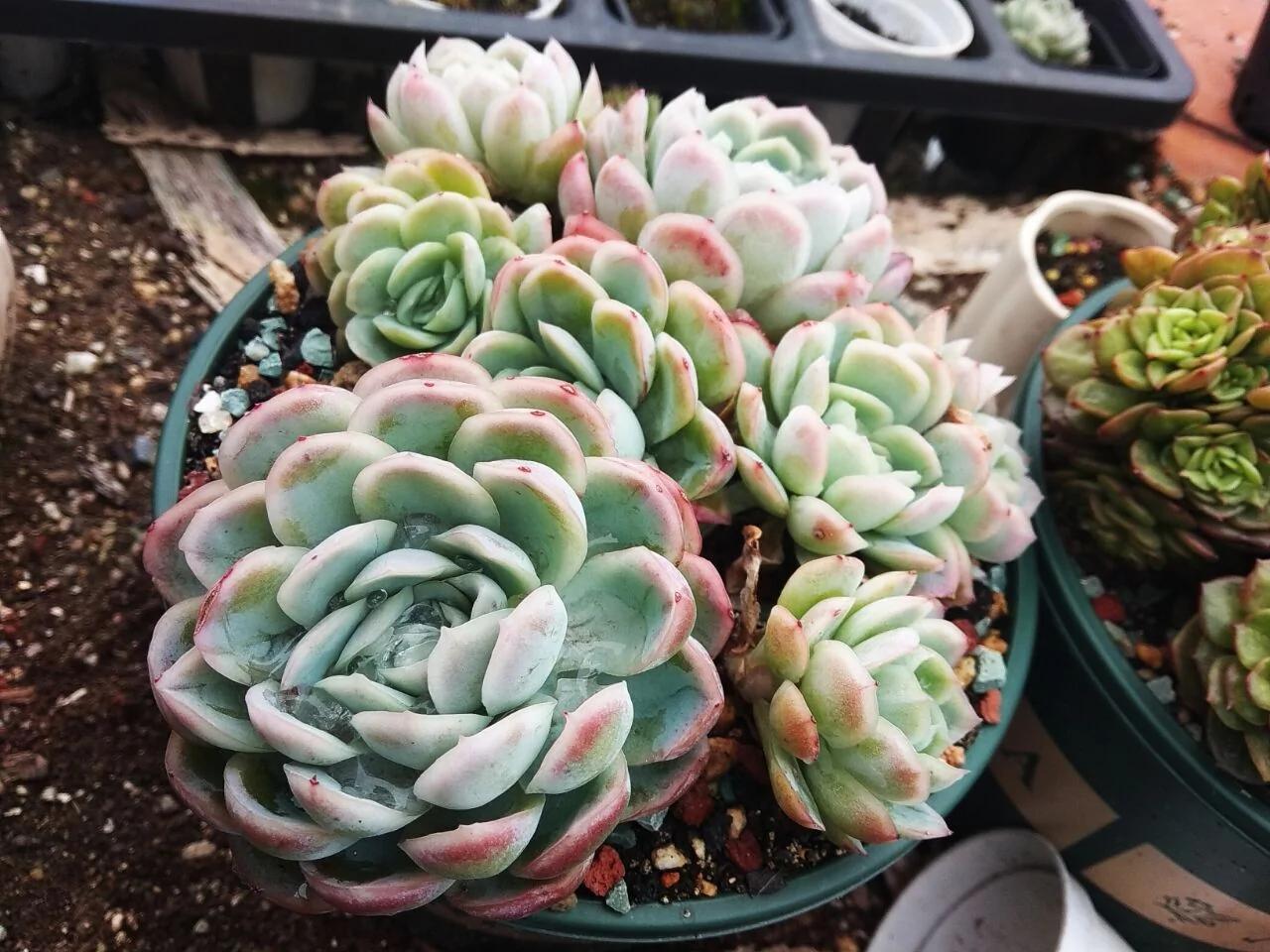 立春过后 多肉植物养护要注意这6点