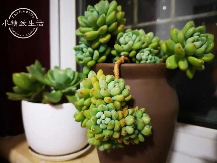 立春过后 多肉植物养护要注意这6点