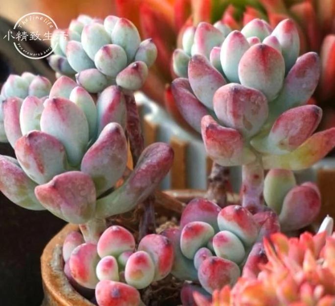 立春过后 多肉植物养护要注意这6点