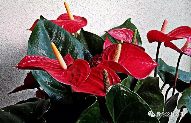 房子再大 8种花也要养上一盆 富贵吉祥 招财进宝最宜家