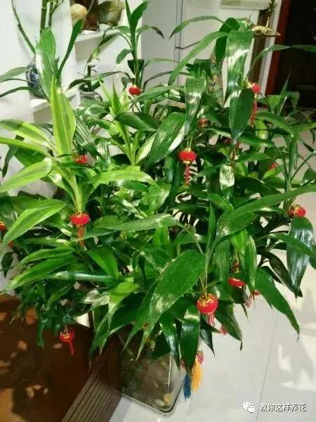 房子再大 8种花也要养上一盆 富贵吉祥 招财进宝最宜家