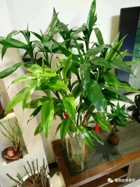 房子再大 8种花也要养上一盆 富贵吉祥 招财进宝最宜家