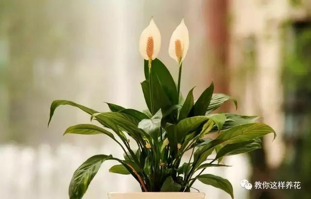 房子再大 8种花也要养上一盆 富贵吉祥 招财进宝最宜家
