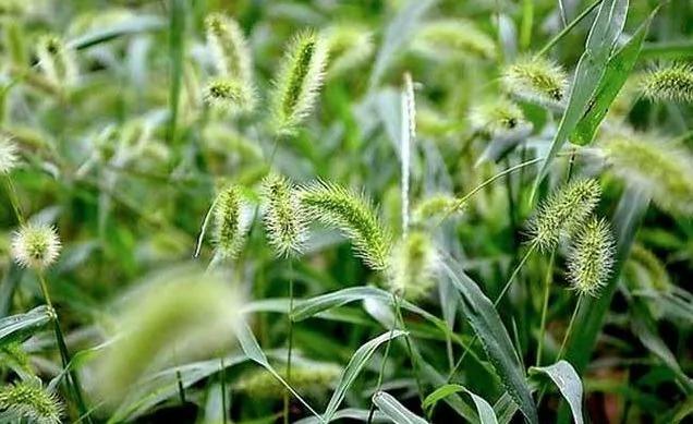 农村一种野草 小孩子以前用来“编戒指” 现在才知全身是宝 真是长知识了!