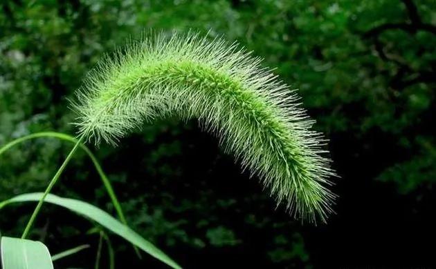 农村一种野草 小孩子以前用来“编戒指” 现在才知全身是宝 真是长知识了!