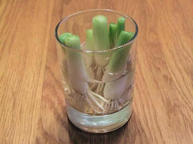 只要1个杯子 教你种出一厨房的菜 随时采随时吃 省钱绿色安全